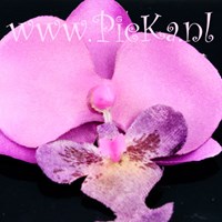 Zijden Orchidee 70 mm signa...