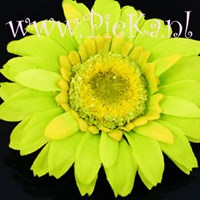 Gerbera Bloem Licht Groen 77mm