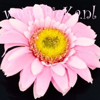 Gerbera Bloem Licht Roze 77 mm