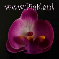 70 mm Zijden Bloem Orchidee...