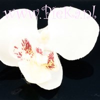 Zijden Orchidee Wit  70 mm